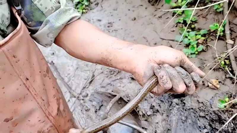 【2021-10-19 15点场】洪湖小肖：给萌七投投票