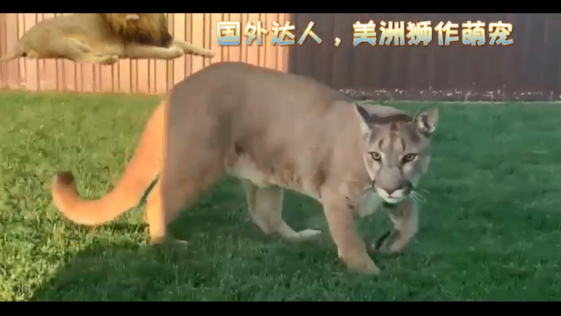国外达人，美洲狮作萌宠