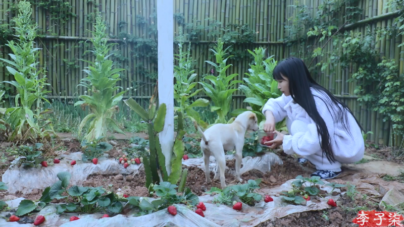 【美食】李子柒liziqi的精彩时刻 20211019 15点场