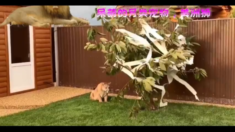 呆萌的另类宠物，美洲狮