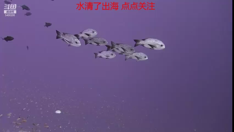 【2021-10-19 15点场】海道丶：欢迎来到 5408206 直播间