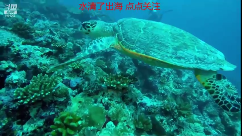 【2021-10-19 09点场】海道丶：欢迎来到 5408206 直播间