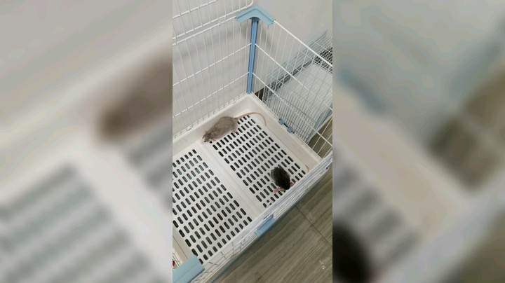 花枝