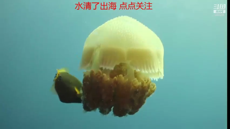 【2021-10-20 00点场】海道丶：欢迎来到 5408206 直播间