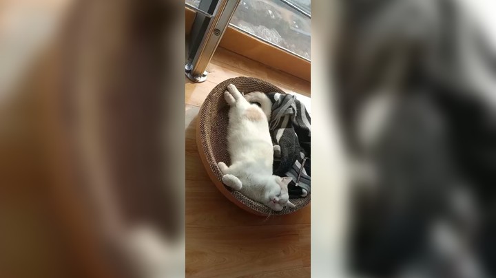 看这小不点