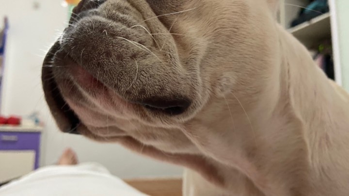 新版本云顶恰鸡