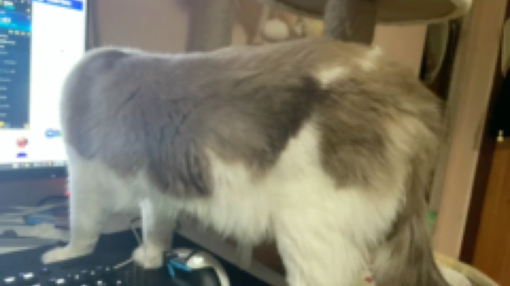 休息了休息了，再玩我家猫要给我强行断电了。