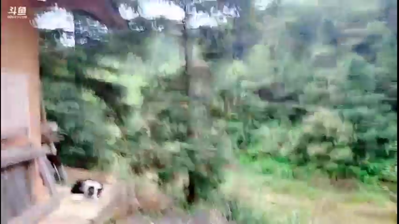 【2021-10-21 15点场】主播阿郎：荒野独居30天