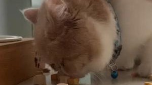 撸猫日常