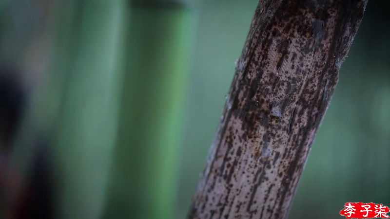 【美食】李子柒liziqi的精彩时刻 20211021 19点场