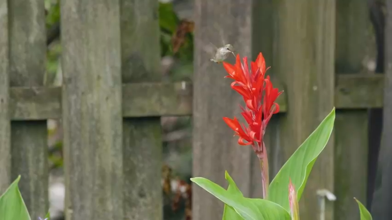 蜂鸟的飞行