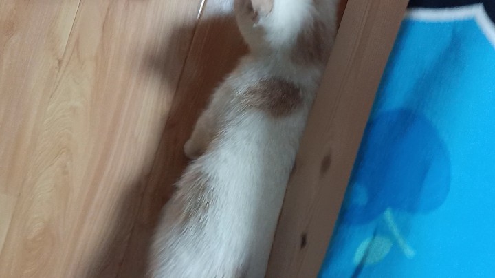 看这小不点儿