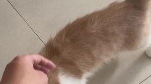撸猫日常