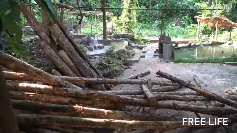 小姐姐隐居W38制作蔬菜种植架11#妹子独自深入荒野隐居，建设世外桃源第一季