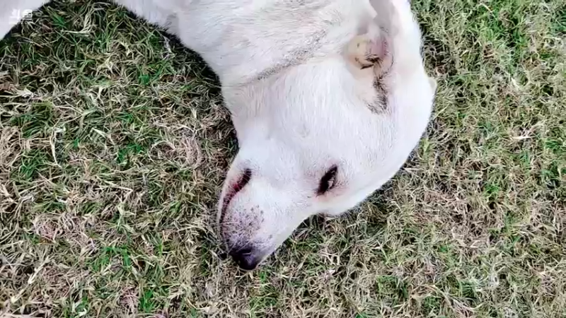 【2021-10-22 15点场】洪湖小肖：加油加油加油加油！ 447507