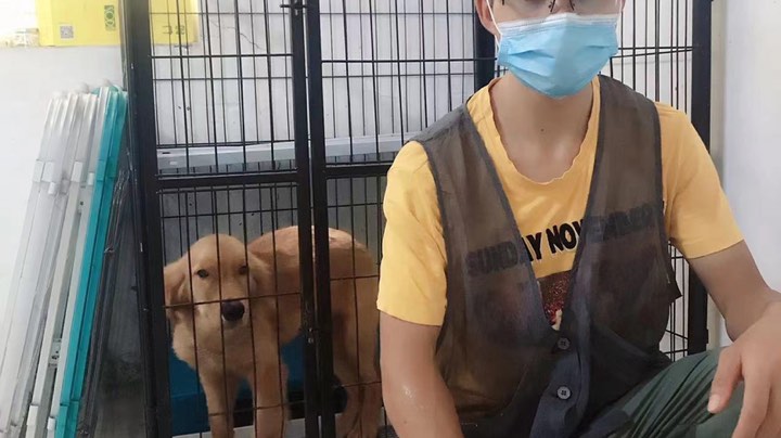 晨晨公第30天，多训专注力加强狗狗服从