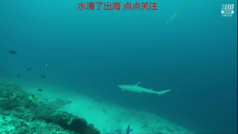 【2021-10-21 22点场】海道丶：明天上午发鱼