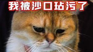 憨憨一直都是这种生无可恋的样子