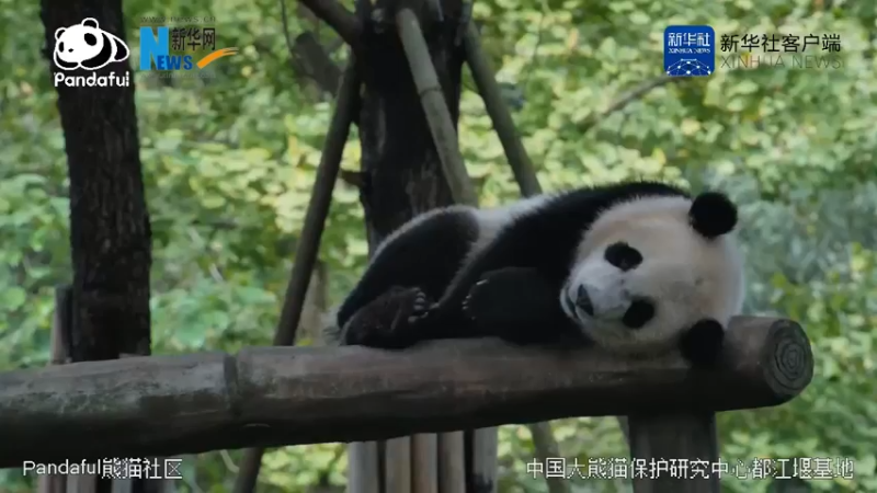 【2021-10-26 12点场】新华网客户端：熊猫慢直播：国宝营业中