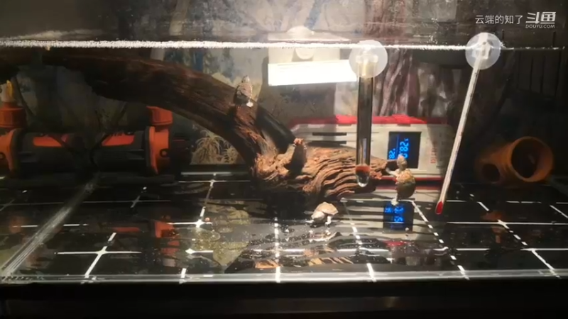 水龟乱游