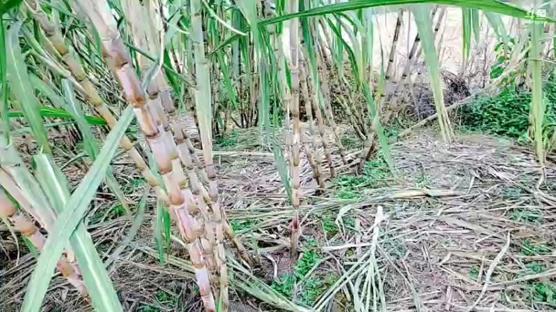 【2021-10-28 17点场】洪湖小肖：加油加油加油加油 447507