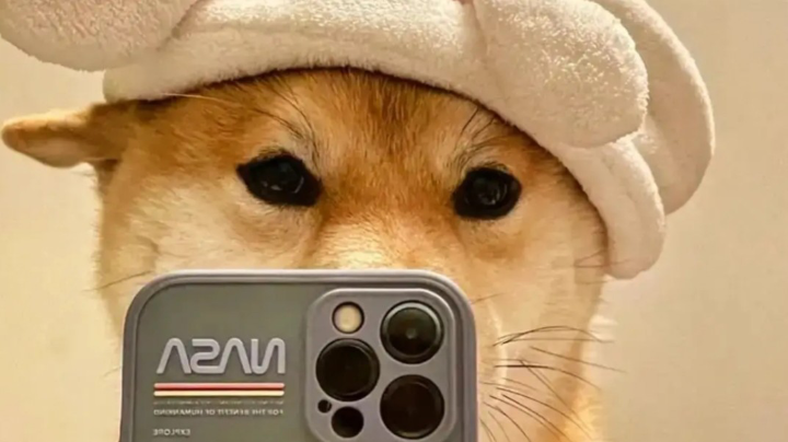 小小被虐一下