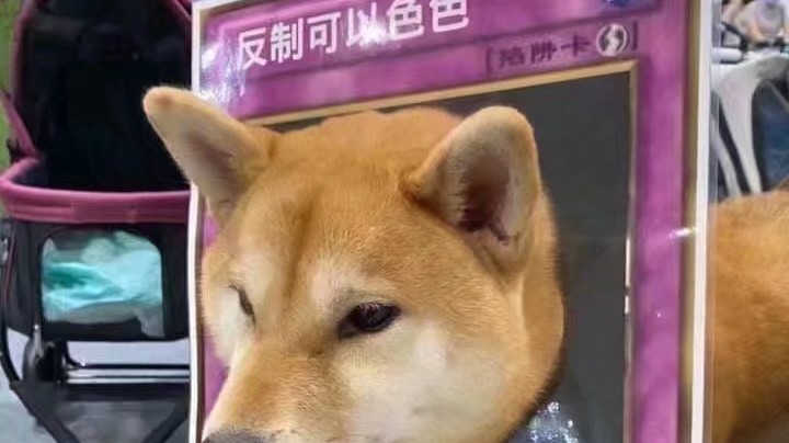 新主播摆烂之路