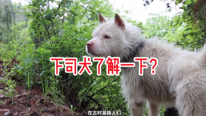 贵州下司犬（有人养过吗）