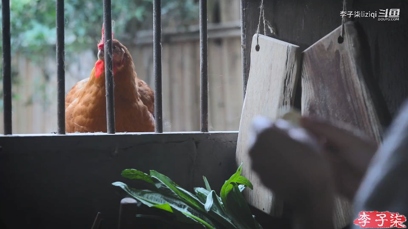 【美食】李子柒liziqi的精彩时刻 20211030 09点场