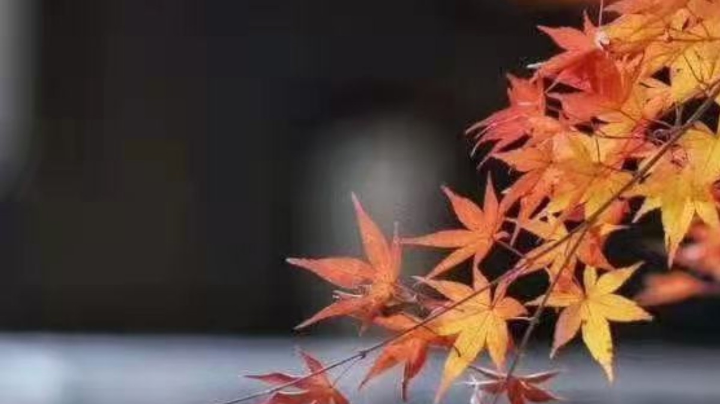 集合石猎德冲2400