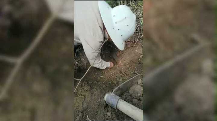 挖何首乌记