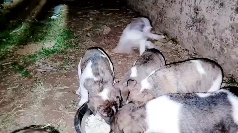 【2021-11-02 18点场】洪湖小肖：鱼塘下网卖鱼