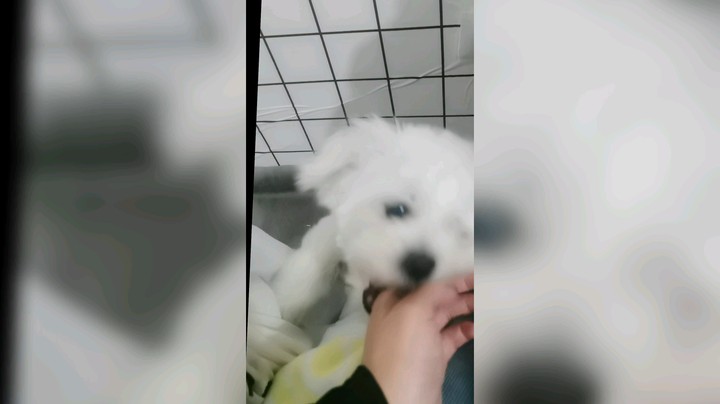 当我工作很久不理他时…………恶犬