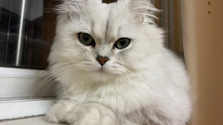 电子竞技不需要视力