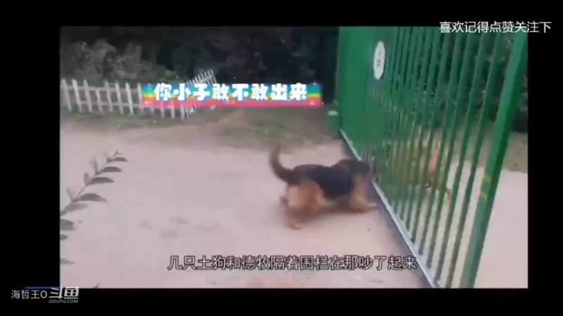 狗子们隔着栅栏在逼逼赖赖，主人见状拉开了栅栏，后面画风突变