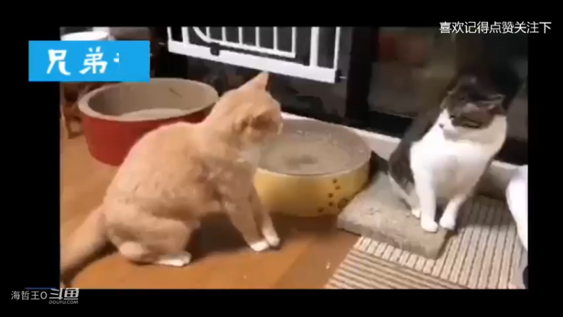 两位喵星人约好一起华山论剑，一言不合就开干