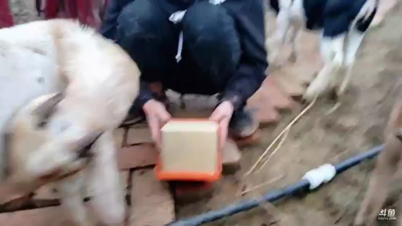 【2021-11-04 17点场】川味箩卜：新的一天冲冲冲 757122