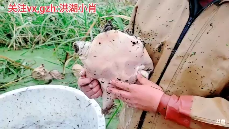 【2021-11-04 17点场】洪湖小肖：监利抓甲鱼