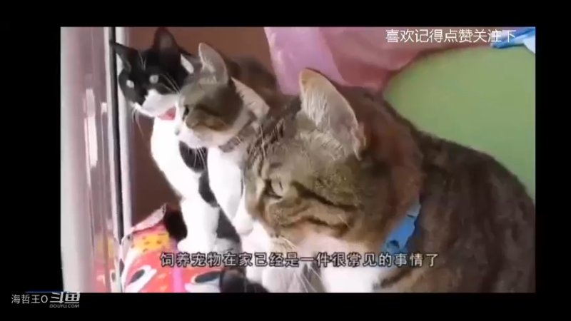 你家猫咪平时有没有偷偷摸摸偷吃你的食物呢