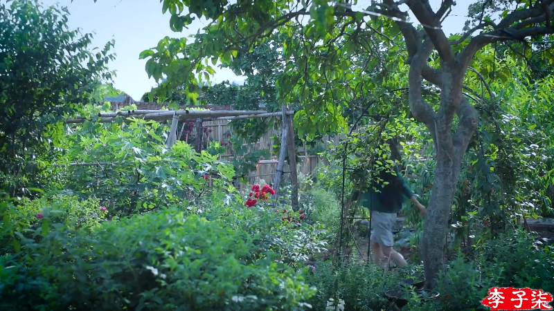 【美食】李子柒liziqi的精彩时刻 20211105 15点场