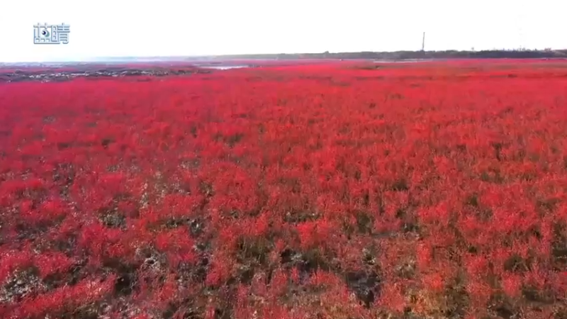 【2021-10-28 10点场】斗鱼综合：打卡青岛胶州湾湿地“红海滩”