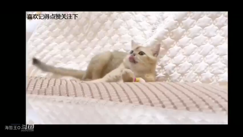 猫咪又在故弄玄虚就是为了吸引我注意
