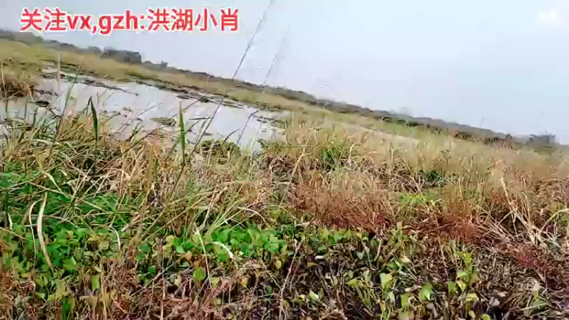 【2021-11-06 13点场】洪湖小肖：加油加油加油加油 447507