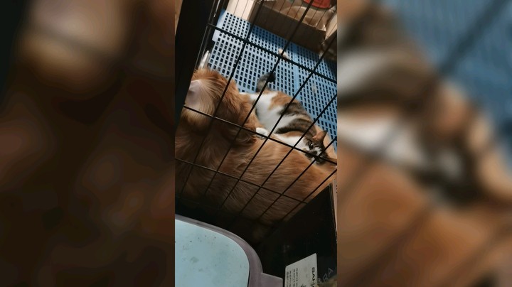 可可爱爱没有脑袋
