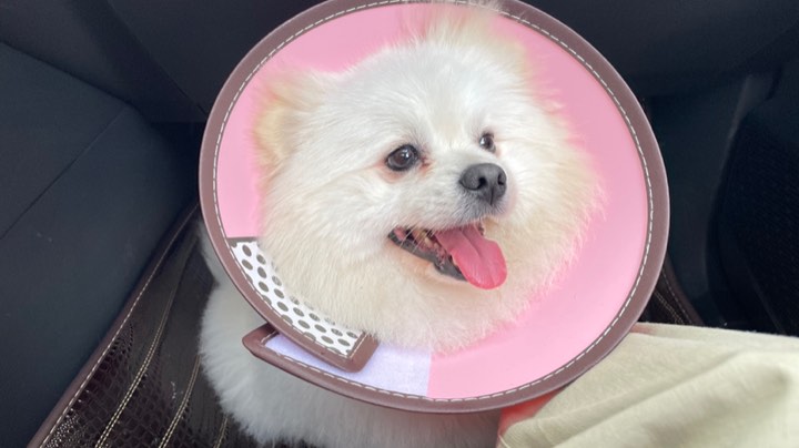 孤独又灿烂的wy