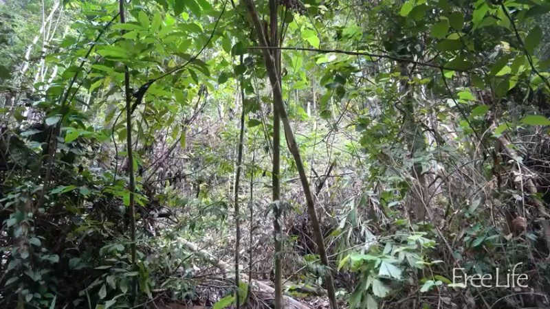 女生桃园S209和姐刷木油13，小姐姐荒野隐居