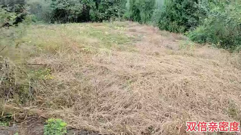 【2021-11-07 14点场】川味箩卜：基地忙碌的一天