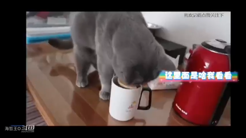 这猫咪就没有闲下来的时候，经常喜欢偷吃