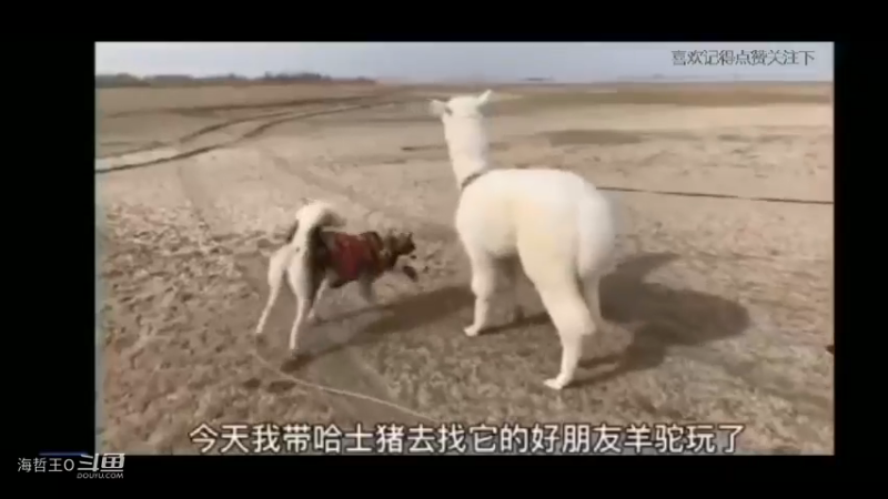 哈士奇和羊驼的爱情故事