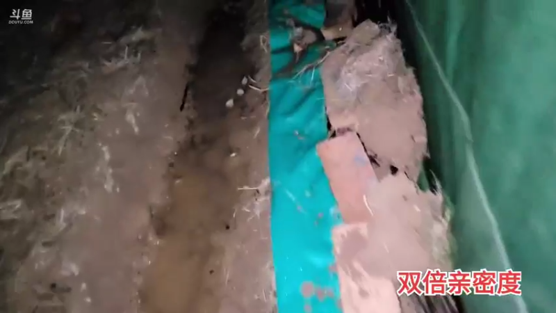 【2021-11-06 21点场】川味箩卜：一个猪头一条鲶鱼